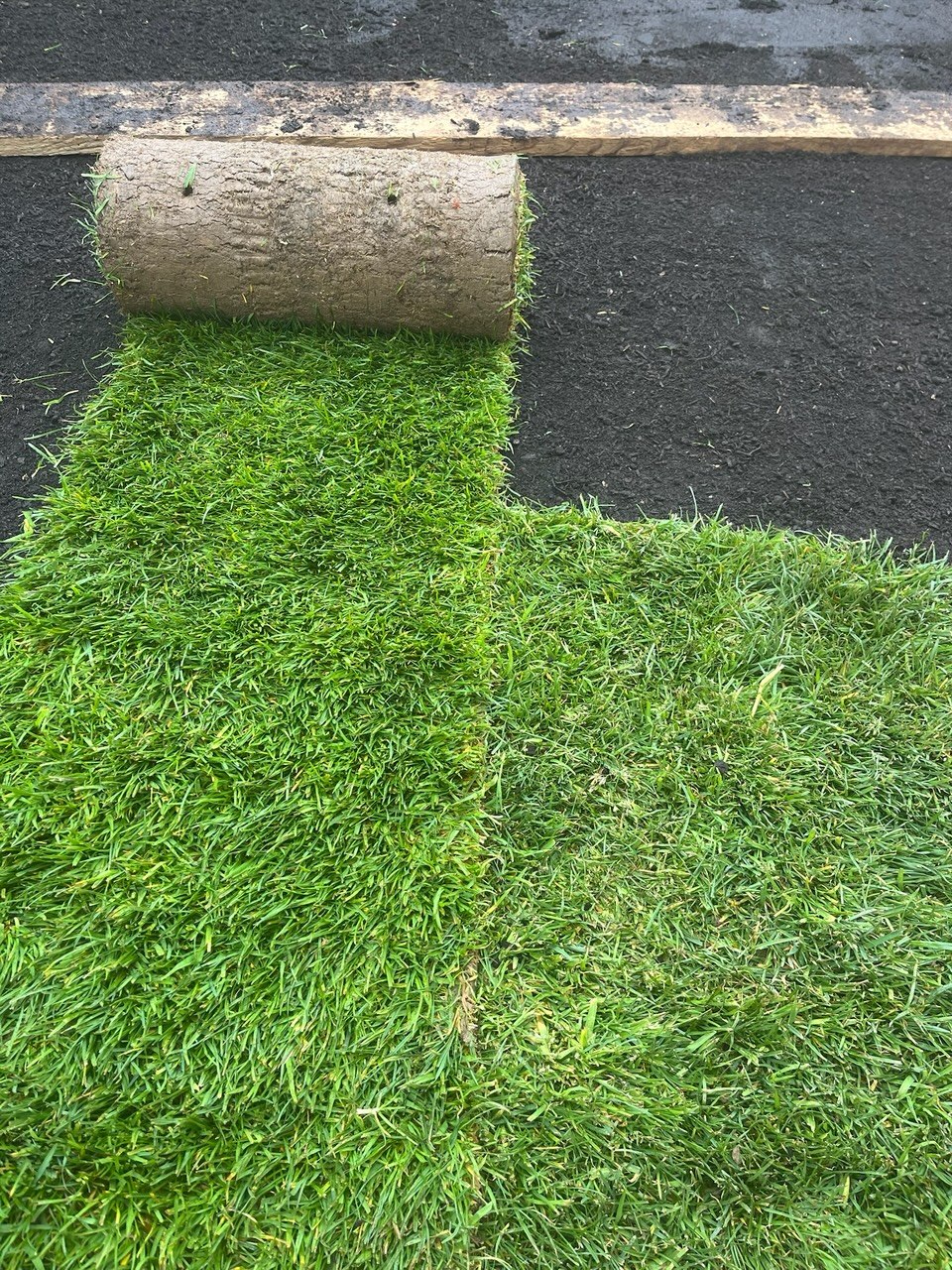 Eppinger Gartenbau verlegt Rollrasen